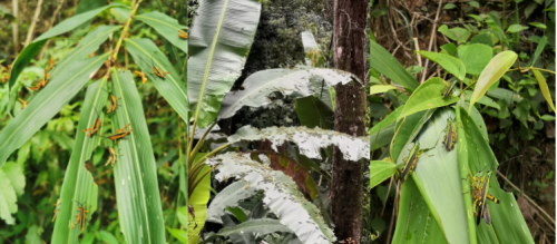 Fighting the bamboo locust plague in Southern China and beyond