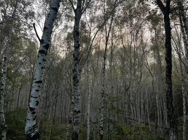 The Forest Carbon Stock in  Demonstration Sites  of APFNet Project, Southern China